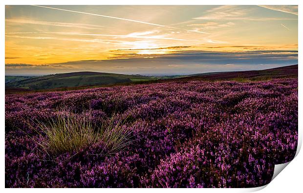  Amongst the Heather Print by Laura Kenny