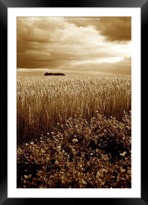 Harvest Time Barley / Wheat Field, Stormy Skies &  Framed Mounted Print by Mark Purches