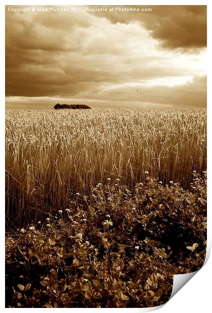 Harvest Time Barley / Wheat Field, Stormy Skies &  Print by Mark Purches