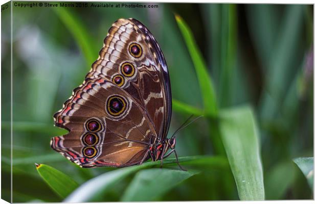  Butterfly Canvas Print by Steve Morris