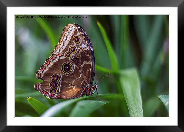  Butterfly Framed Mounted Print by Steve Morris