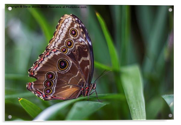  Butterfly Acrylic by Steve Morris