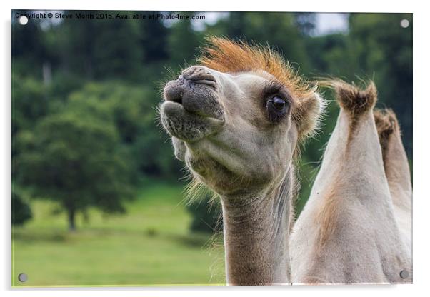 Camel Acrylic by Steve Morris
