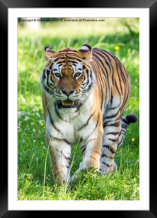  Amur Tiger Framed Mounted Print by Steve Morris