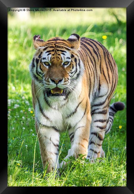  Amur Tiger Framed Print by Steve Morris