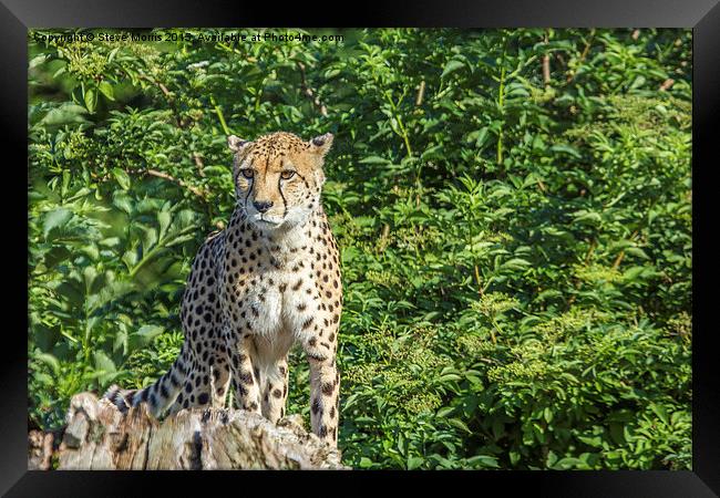  Cheetah Framed Print by Steve Morris