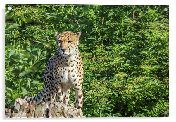  Cheetah Acrylic by Steve Morris