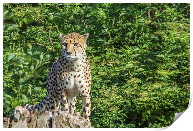  Cheetah Print by Steve Morris