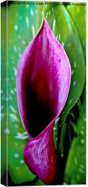 Purple Calla Lily Canvas Print by philip clarke