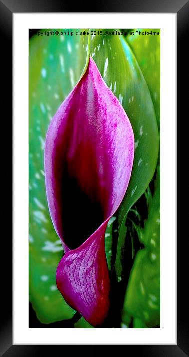 Purple Calla Lily Framed Mounted Print by philip clarke