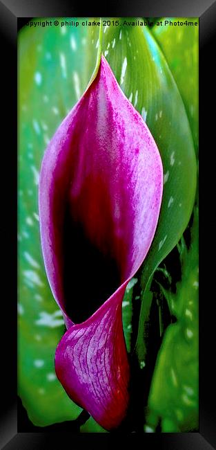 Purple Calla Lily Framed Print by philip clarke