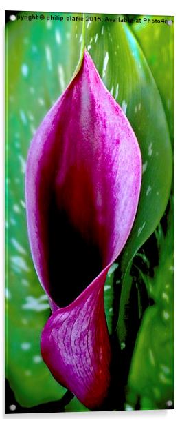 Purple Calla Lily Acrylic by philip clarke