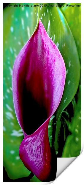 Purple Calla Lily Print by philip clarke