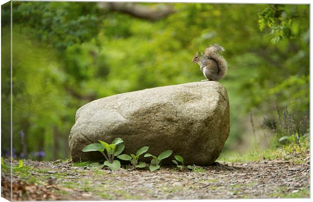  Squirrel on a rock Canvas Print by Sean Wareing
