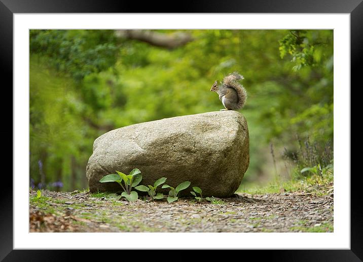  Squirrel on a rock Framed Mounted Print by Sean Wareing