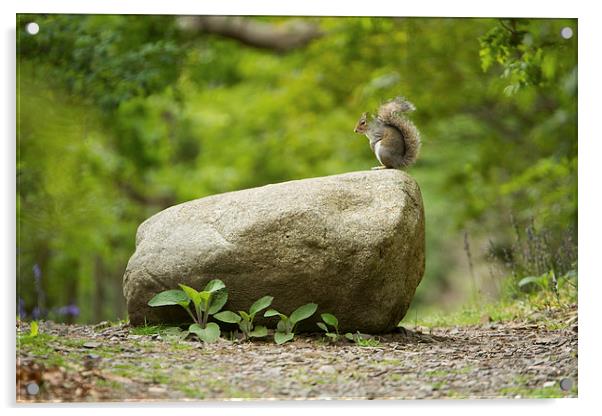  Squirrel on a rock Acrylic by Sean Wareing