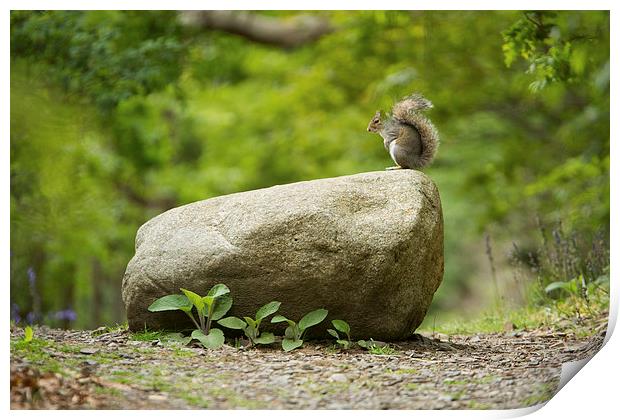  Squirrel on a rock Print by Sean Wareing