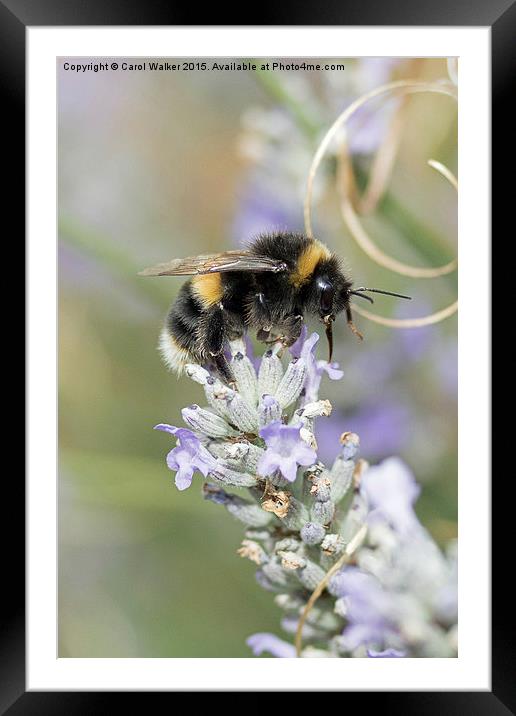  Bee on lavender Framed Mounted Print by Carol Walker