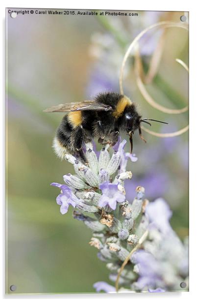  Bee on lavender Acrylic by Carol Walker