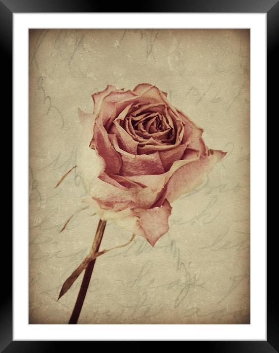 a lover's rose  Framed Mounted Print by Heather Newton
