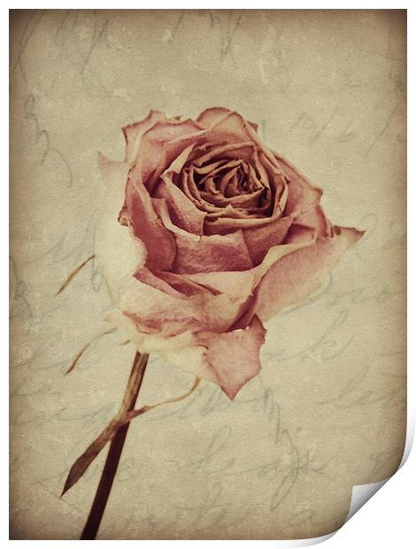 a lover's rose  Print by Heather Newton