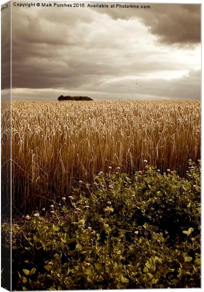 Moody Barley Field with Stormy Sky at Harvest Time Canvas Print by Mark Purches