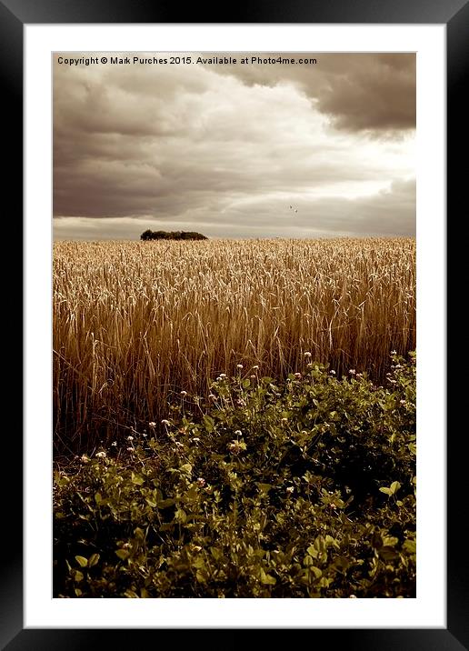 Moody Barley Field with Stormy Sky at Harvest Time Framed Mounted Print by Mark Purches