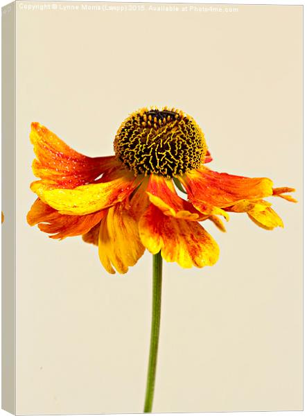  Single flower, orange coneahead, helenium Canvas Print by Lynne Morris (Lswpp)