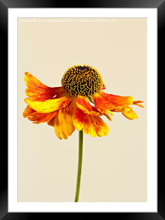  Single flower, orange coneahead, helenium Framed Mounted Print by Lynne Morris (Lswpp)