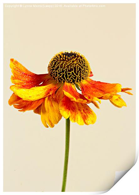  Single flower, orange coneahead, helenium Print by Lynne Morris (Lswpp)