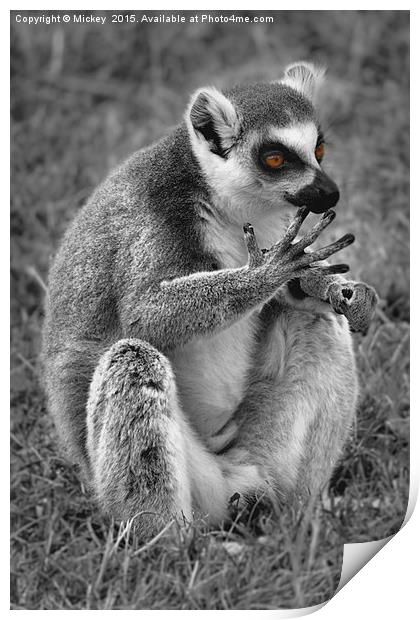 Lemur Print by rawshutterbug 