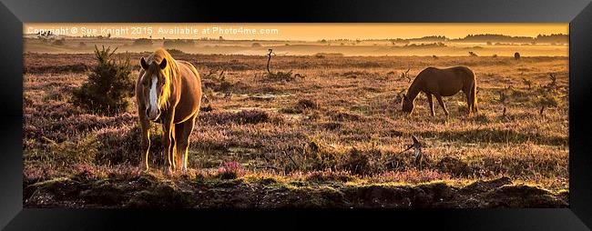  New Forest ponies at sunrise Framed Print by Sue Knight