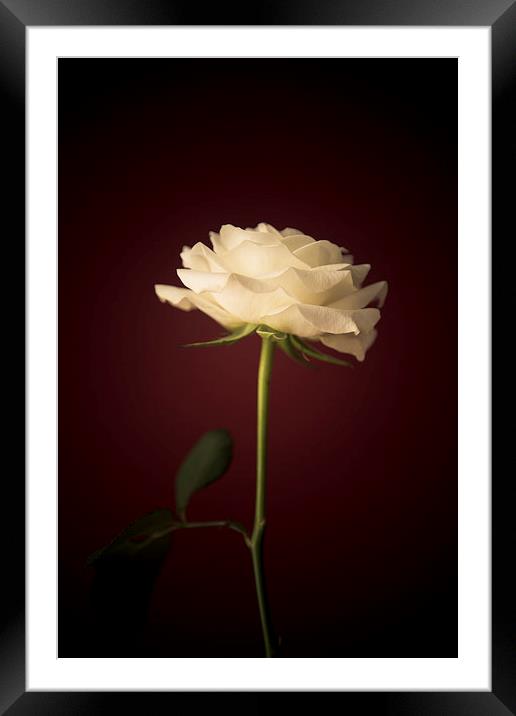  White Rose Framed Mounted Print by Sean Wareing