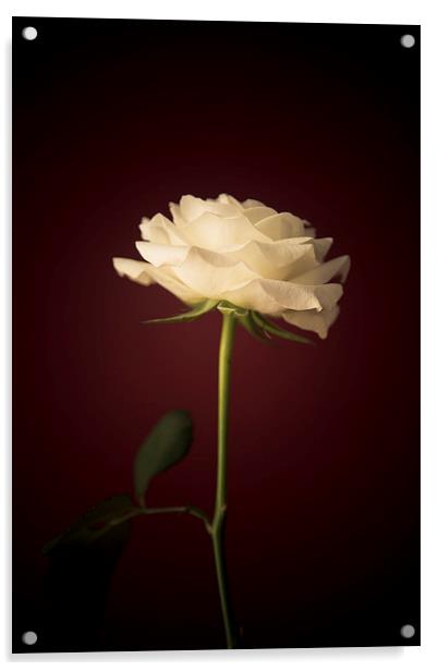  White Rose Acrylic by Sean Wareing