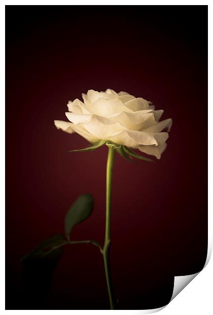  White Rose Print by Sean Wareing