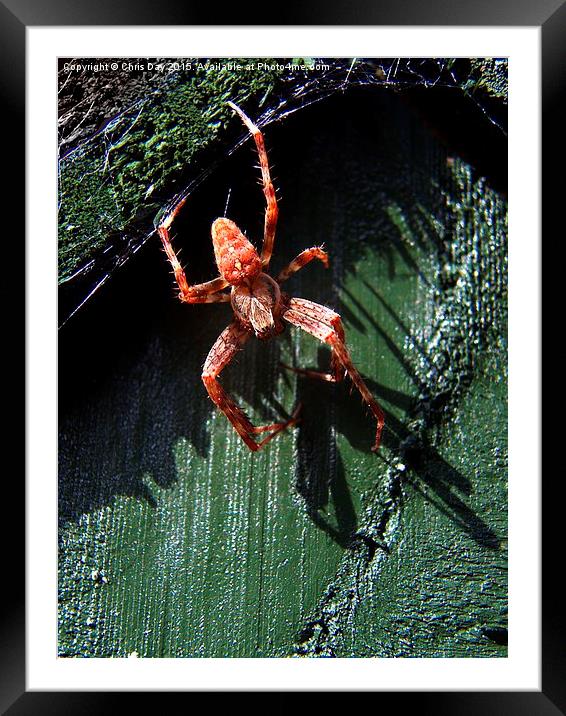 Garden Cross Spider Framed Mounted Print by Chris Day