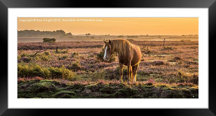 New Forest pony in the early morning light At Burl Framed Mounted Print by Sue Knight