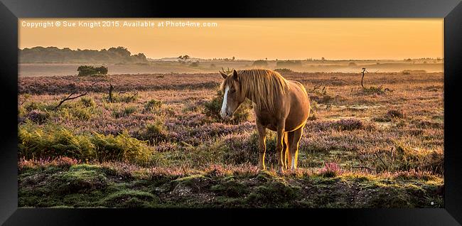 New Forest pony in the early morning light At Burl Framed Print by Sue Knight