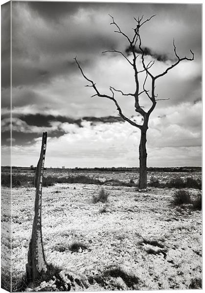 Lonely tree in the bleak mid winter Canvas Print by Stephen Mole