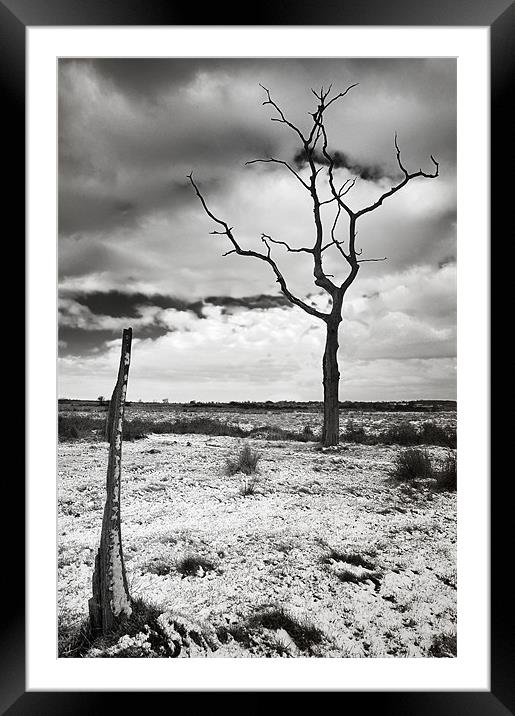 Lonely tree in the bleak mid winter Framed Mounted Print by Stephen Mole