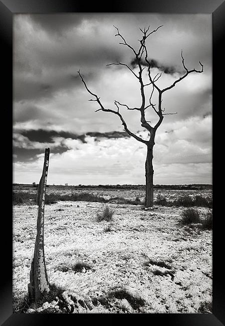 Lonely tree in the bleak mid winter Framed Print by Stephen Mole