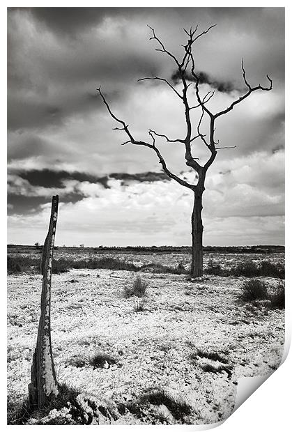 Lonely tree in the bleak mid winter Print by Stephen Mole
