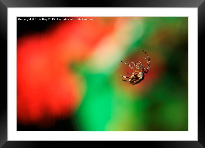  Garden Cross Spider Framed Mounted Print by Chris Day