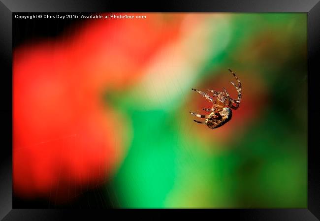  Garden Cross Spider Framed Print by Chris Day