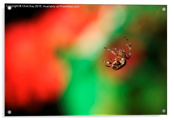  Garden Cross Spider Acrylic by Chris Day