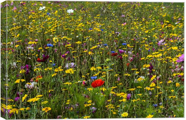 Wildflower Meadow Canvas Print by Steve Purnell