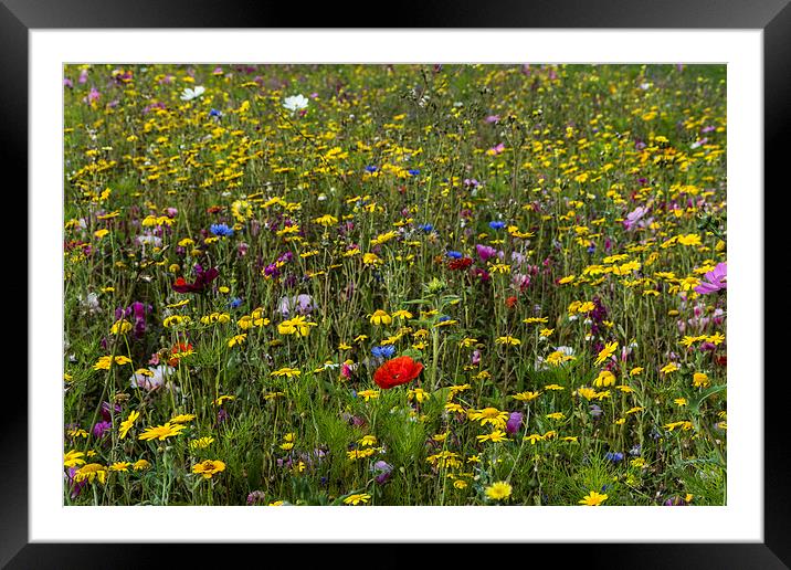 Wildflower Meadow Framed Mounted Print by Steve Purnell
