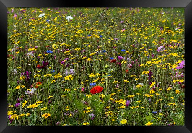 Wildflower Meadow Framed Print by Steve Purnell