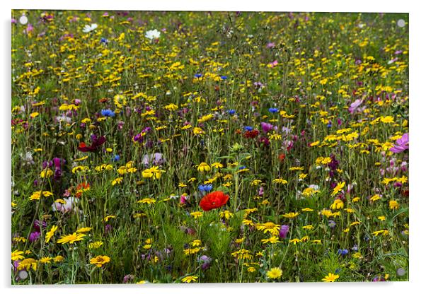 Wildflower Meadow Acrylic by Steve Purnell