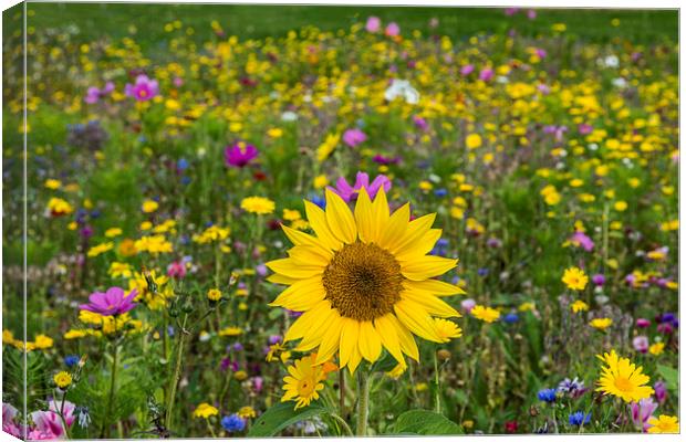 Wildflower Meadow 2 Canvas Print by Steve Purnell
